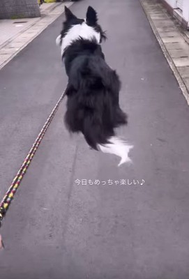 お散歩中のルナちゃん2