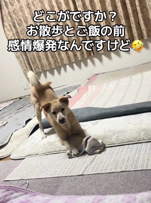 とにかく荒ぶるもなかちゃん