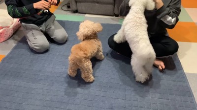 寝る前のいちごちゃん5