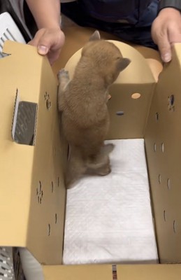 お迎えされた犬