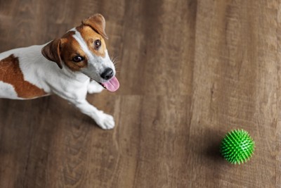 犬とボール
