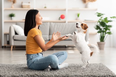 おもちゃで遊ぶ飼い主と犬