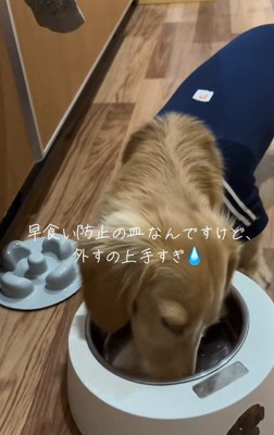 器に顔を突っ込んで残飯チェックをするミニチュアダックスフンド