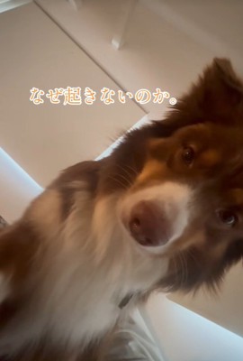 飼い主さんを起こすコロくん6