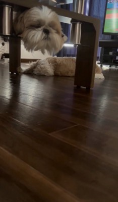 微動だにしない2匹