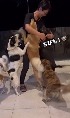 お母さんを歓迎する保護犬たち6