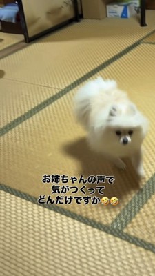 飼い主さんに駆け寄るポメラニアン
