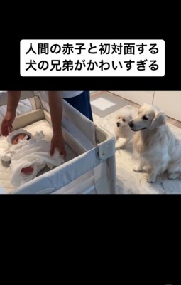 赤ちゃんと初対面するむう君＆める君4