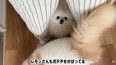 ハプニング発生時のポテチくんとレモンさん8