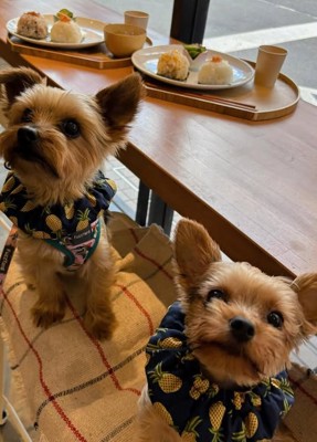 外出先でカメラを見上げる小型犬達