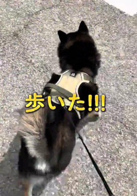 戻ったら歩き出す