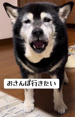 「お散歩行きたい！」