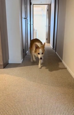 仮病を使うソラくん