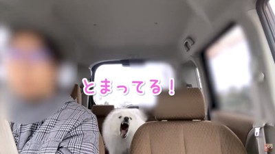 吠えるぽてちゃん
