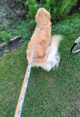 しっぽもおしりもブンブン♪