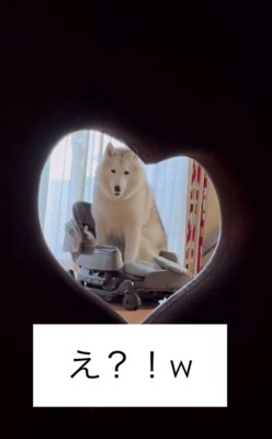 こっそり覗いてみたら…