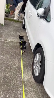 男性に向かって歩いていく黒い犬