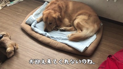 窓際のマットで寝そべったまま…