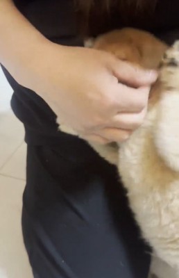 飼い主に甘える豆柴の子犬