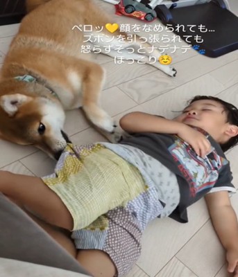 男の子のズボンを引っ張る犬