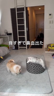 部屋の中央に集まる犬と猫