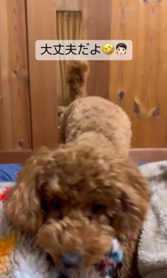 パパさんを心配するポポくん7