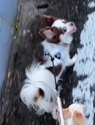 歩きながら飼い主を見上げる白黒模様の犬
