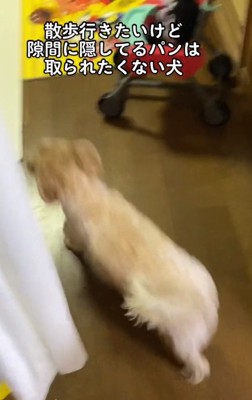 散歩に行こうか迷うちくわちゃん