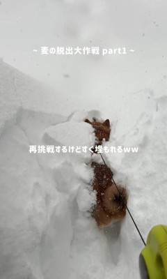 また埋もれそうに…