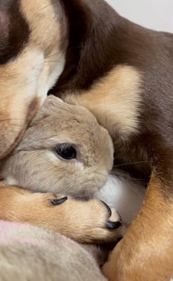 ウサギを抱きしめる犬