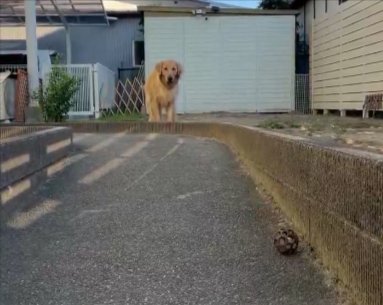 コロコロ