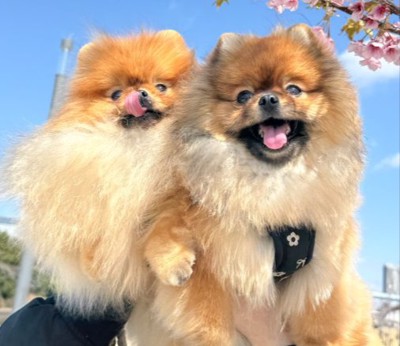 ふわふわに成長