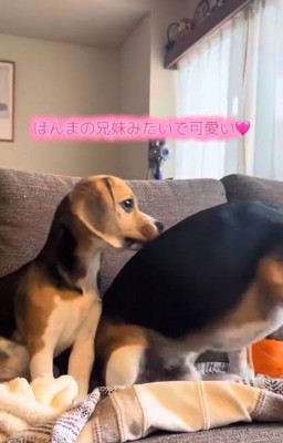 おもちゃが気になるベルちゃん