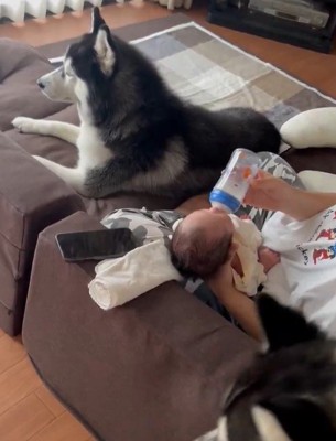 ゼレンちゃんもやってきた