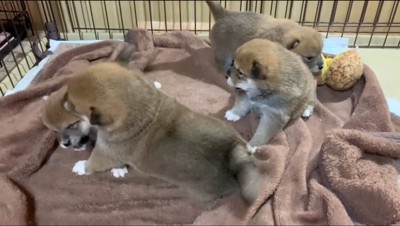 小柄な雌の子犬に飛び掛かる大柄な雄の子犬