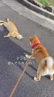 犬の前で寝転ぶ猫