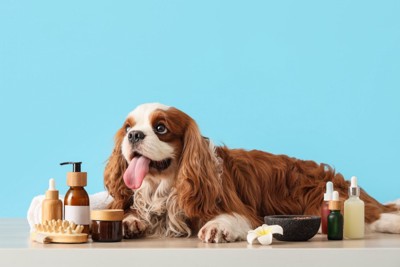 たくさんの保湿グッズのそばで伏せている犬