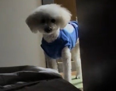 寝ている飼い主を見守る白い犬