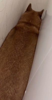 洗濯機と壁の間に挟まっている柴犬後ろからアップ