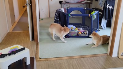 仕上げにシャンプー♪