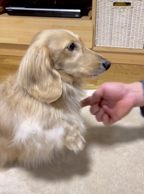 指を指す飼い主