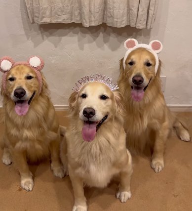 並んで座る3頭のゴールデンレトリバー