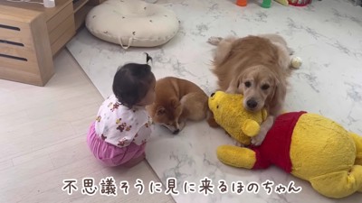 興味津々で眺めるほのちゃん