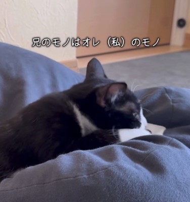 ベッドを奪う猫