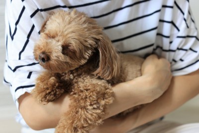 抱っこされて目を閉じる犬