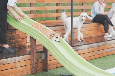 ウォータースライダーに挑戦するコパンちゃん