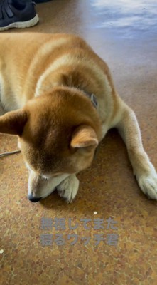 伏せの体勢で眠る犬