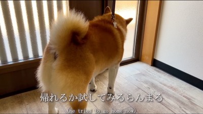 店のドアに近づく犬