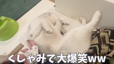 スノウちゃんのクシャミで大爆笑