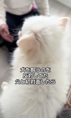 八角くんとお父さんの初対面2
